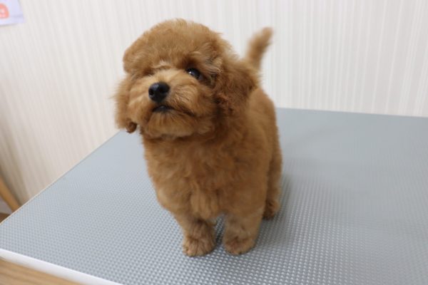 三重県のトイプードル(トイ) (ペットショッププチマリア イオンタウン伊勢ララパーク店/2026年6月16日生まれ/女の子/オレンジフォーン)の子犬の4枚目の画像