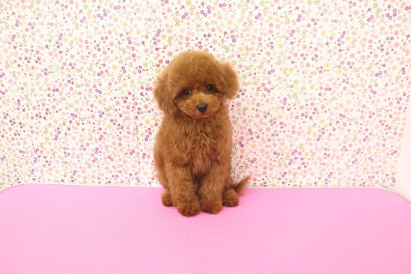 愛知県のトイプードル(トイ) (ペットショッププチマリア イオンタウン弥富店/2026年5月20日生まれ/男の子/レッド)の子犬の2枚目の画像