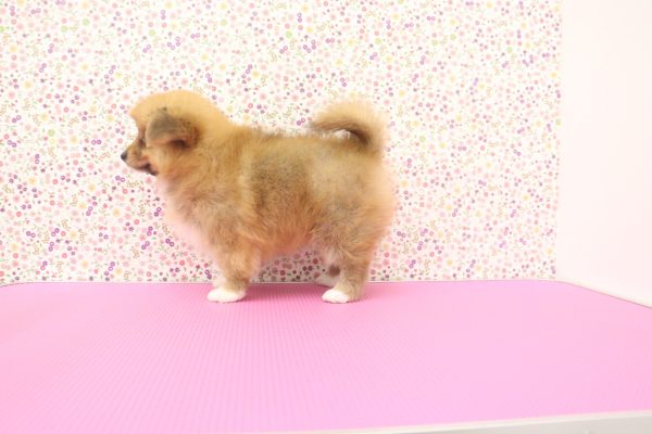 愛知県のミックス（ハーフ犬） (ペットショッププチマリア イオンタウン弥富店/2026年6月2日生まれ/女の子/レッド)の子犬の4枚目の画像