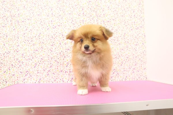 愛知県のミックス（ハーフ犬） (ペットショッププチマリア イオンタウン弥富店/2026年6月2日生まれ/女の子/レッド)の子犬の3枚目の画像