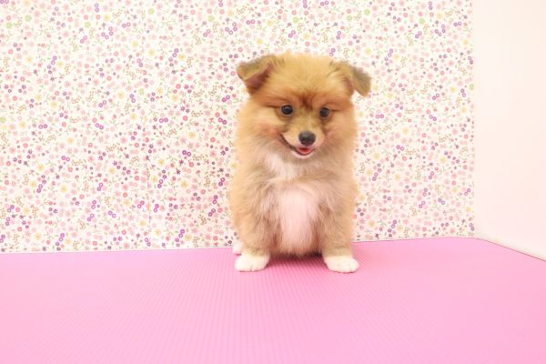 愛知県のミックス（ハーフ犬） (ペットショッププチマリア イオンタウン弥富店/2026年6月2日生まれ/女の子/レッド)の子犬の2枚目の画像