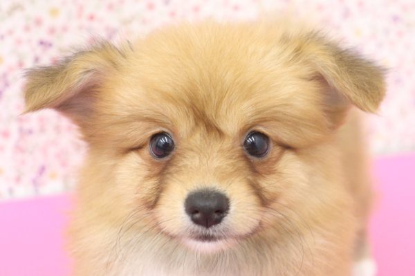 ミックス（ハーフ犬）