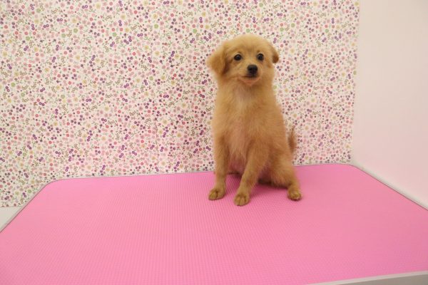 愛知県のポメプー(ポメラニアン×プードル) (ペットショッププチマリア イオンタウン弥富店/2026年3月28日生まれ/女の子/アプリコット)の子犬の4枚目の画像