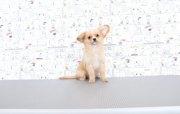 三重県のミックス（ハーフ犬） (ペットショッププチマリア　イオンタウン松阪船江店/2026年4月25日生まれ/女の子/クリームホワイト)の子犬の4枚目の画像