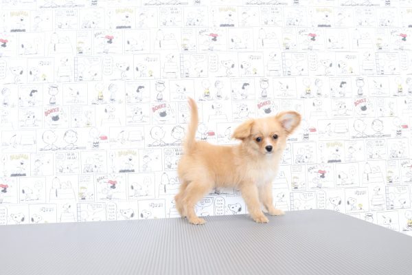 三重県のミックス（ハーフ犬） (ペットショッププチマリア　イオンタウン松阪船江店/2026年4月25日生まれ/女の子/クリームホワイト)の子犬の3枚目の画像