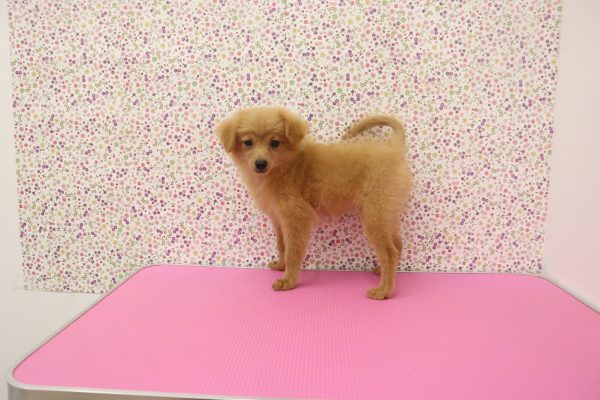 愛知県のポメプー(ポメラニアン×プードル) (ペットショッププチマリア イオンタウン弥富店/2026年3月28日生まれ/女の子/アプリコット)の子犬の2枚目の画像