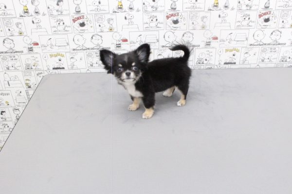 岐阜県のチワワ(ロング) (ペットショッププチマリア 岐阜大垣垂井店/2026年5月23日生まれ/女の子/ブラッククリーム)の子犬の3枚目の画像