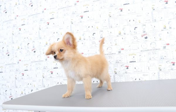 三重県のミックス（ハーフ犬） (ペットショッププチマリア　イオンタウン松阪船江店/2026年4月25日生まれ/女の子/クリームホワイト)の子犬の2枚目の画像