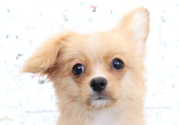 三重県のミックス（ハーフ犬） (ペットショッププチマリア　イオンタウン松阪船江店/2026年4月25日生まれ/女の子/クリームホワイト)の子犬の1枚目の画像