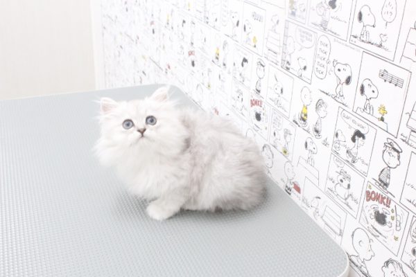 岐阜県のペルシャ (ペットショッププチマリア 岐阜大垣垂井店/2026年5月21日生まれ/男の子/チンチラシルバー)の子猫の3枚目の画像