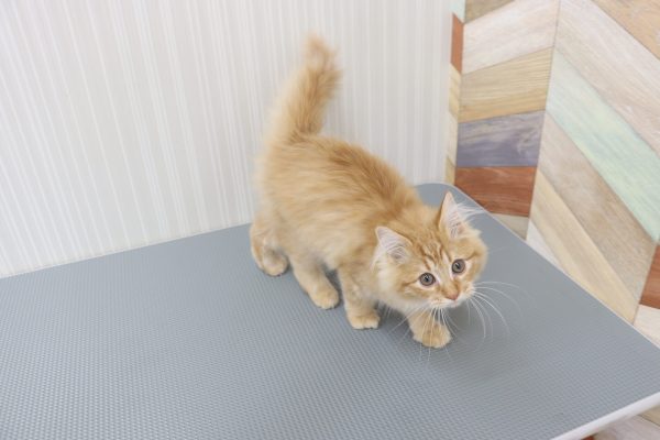 三重県のマンチカン (ペットショッププチマリア イオンタウン伊勢ララパーク店/2026年5月6日生まれ/男の子/レッドタビー)の子猫の3枚目の画像