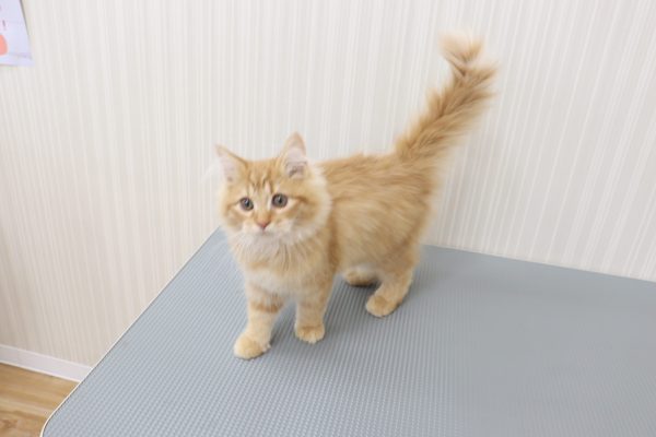 三重県のマンチカン (ペットショッププチマリア イオンタウン伊勢ララパーク店/2026年5月6日生まれ/男の子/レッドタビー)の子猫の2枚目の画像