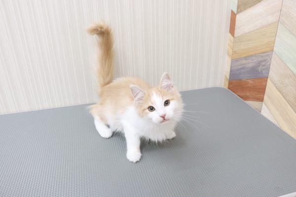 三重県のノルウェージャンフォレストキャット (ペットショッププチマリア イオンタウン伊勢ララパーク店/2026年4月14日生まれ/男の子/クリームタビーホワイト)の子猫の3枚目の画像