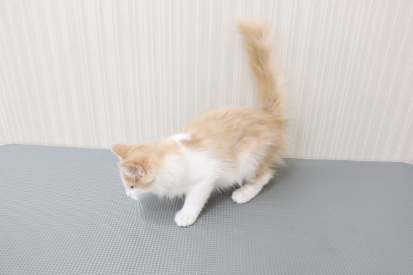 三重県のノルウェージャンフォレストキャット (ペットショッププチマリア イオンタウン伊勢ララパーク店/2026年4月14日生まれ/男の子/クリームタビーホワイト)の子猫の4枚目の画像