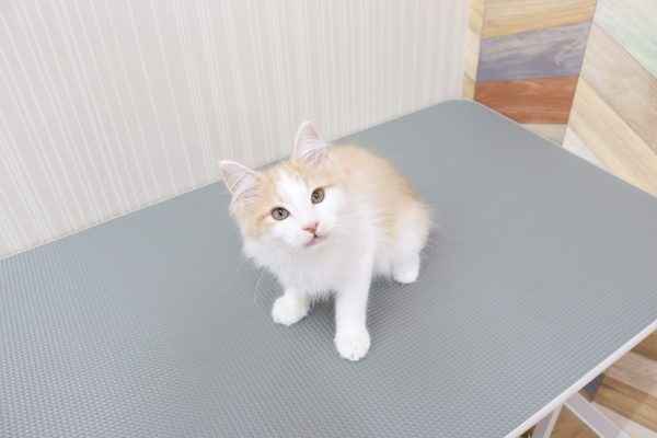 三重県のノルウェージャンフォレストキャット (ペットショッププチマリア イオンタウン伊勢ララパーク店/2026年4月14日生まれ/男の子/クリームタビーホワイト)の子猫の2枚目の画像
