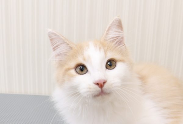三重県のノルウェージャンフォレストキャット (ペットショッププチマリア イオンタウン伊勢ララパーク店/2026年4月14日生まれ/男の子/クリームタビーホワイト)の子猫の1枚目の画像