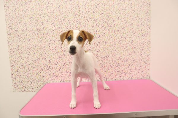 愛知県のジャックラッセルテリア (ペットショッププチマリア イオンタウン弥富店/2026年4月4日生まれ/女の子/ホワイトタン)の子犬の2枚目の画像
