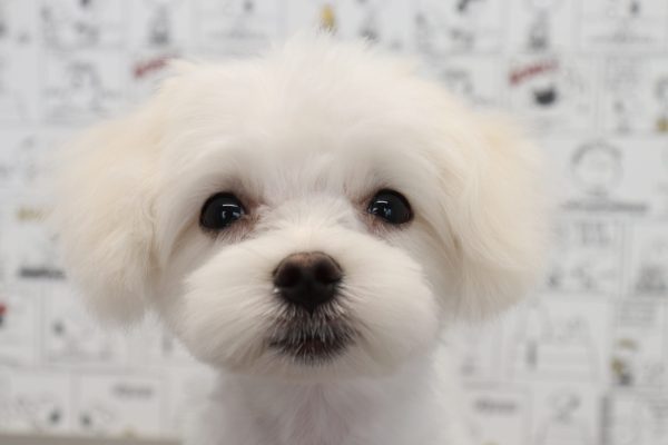 三重県のマルチーズ (ペットショッププチマリア　イオンタウン松阪船江店/2026年4月8日生まれ/男の子/ホワイト)の子犬の1枚目の画像