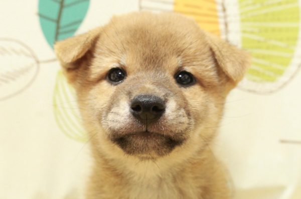 2026年6月9日生まれの柴犬(標準サイズ)