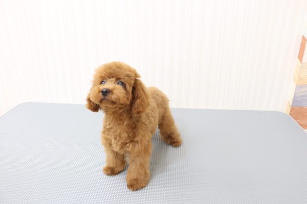 三重県のトイプードル(トイ) (ペットショッププチマリア イオンタウン伊勢ララパーク店/2026年3月22日生まれ/男の子/レッド)の子犬の4枚目の画像