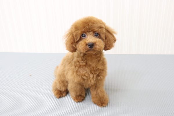 三重県のトイプードル(トイ) (ペットショッププチマリア イオンタウン伊勢ララパーク店/2026年3月22日生まれ/男の子/レッド)の子犬の2枚目の画像