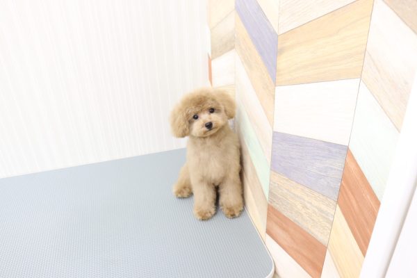 三重県のトイプードル(トイ) (ペットショッププチマリア イオンタウン伊勢ララパーク店/2026年4月10日生まれ/男の子/ペールフォーン)の子犬の2枚目の画像