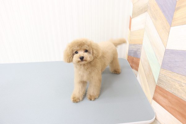 三重県のトイプードル(トイ) (ペットショッププチマリア イオンタウン伊勢ララパーク店/2026年4月10日生まれ/男の子/ペールフォーン)の子犬の4枚目の画像