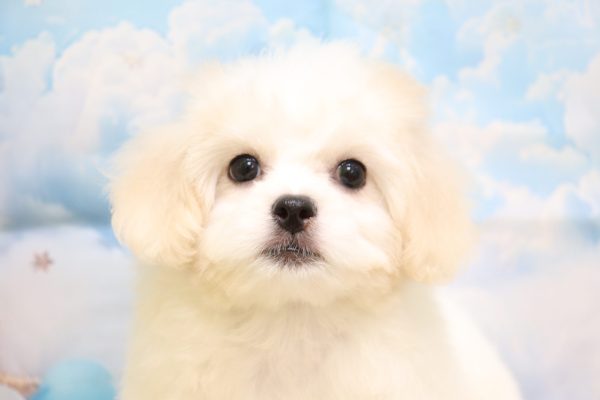 愛知県のペキプー(ペキニーズ×プードル) (ペットショッププチマリア 一宮イオンモール木曽川キリオ店/2026年5月4日生まれ/女の子/クリームホワイト)の子犬の1枚目の画像