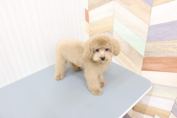 三重県のトイプードル(トイ) (ペットショッププチマリア イオンタウン伊勢ララパーク店/2026年4月10日生まれ/男の子/ペールフォーン)の子犬の3枚目の画像