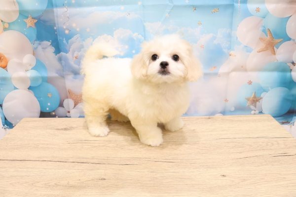 愛知県のペキプー(ペキニーズ×プードル) (ペットショッププチマリア 一宮イオンモール木曽川キリオ店/2026年5月4日生まれ/女の子/クリームホワイト)の子犬の4枚目の画像