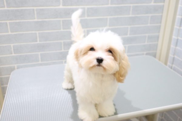岐阜県のマルキャバ/キャバチーズ(マルチーズ×キャバリア) (ペットショッププチマリア 岐阜羽島店/2026年4月26日生まれ/女の子/ブレンハイム)の子犬の3枚目の画像