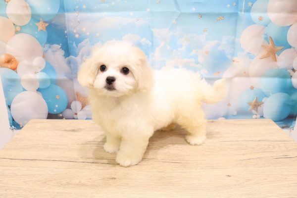 愛知県のペキプー(ペキニーズ×プードル) (ペットショッププチマリア 一宮イオンモール木曽川キリオ店/2026年5月4日生まれ/女の子/クリームホワイト)の子犬の3枚目の画像