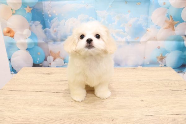 愛知県のペキプー(ペキニーズ×プードル) (ペットショッププチマリア 一宮イオンモール木曽川キリオ店/2026年5月4日生まれ/女の子/クリームホワイト)の子犬の2枚目の画像