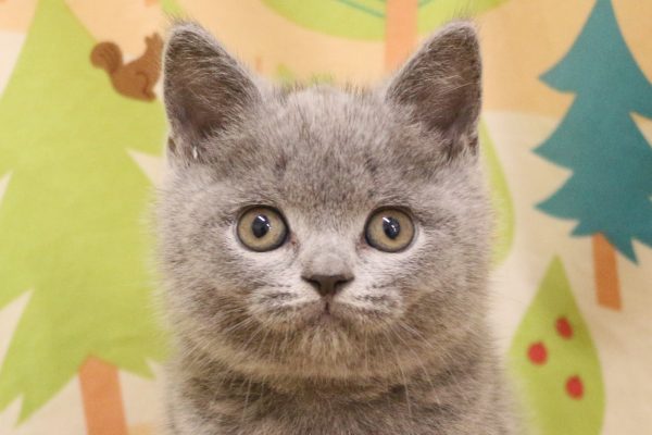 ブリティッシュ