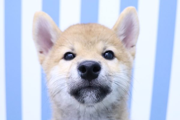 静岡県の柴犬(標準サイズ) (ペットショッププチマリア イオン袋井店/2026年5月10日生まれ/男の子/赤)の子犬の1枚目の画像