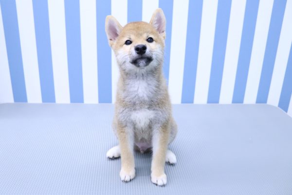 静岡県の柴犬(標準サイズ) (ペットショッププチマリア イオン袋井店/2026年5月10日生まれ/男の子/赤)の子犬の2枚目の画像