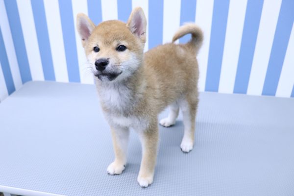 静岡県の柴犬(標準サイズ) (ペットショッププチマリア イオン袋井店/2026年5月10日生まれ/男の子/赤)の子犬の3枚目の画像