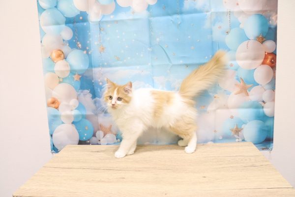愛知県のラガマフィン (ペットショッププチマリア 一宮イオンモール木曽川キリオ店/2026年3月31日生まれ/女の子/レッドタビーホワイト)の子猫の3枚目の画像