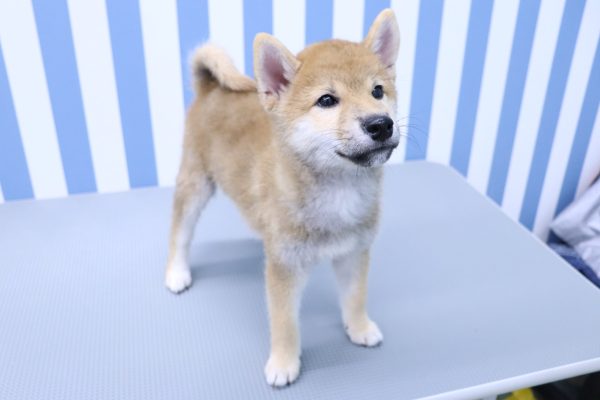 静岡県の柴犬(標準サイズ) (ペットショッププチマリア イオン袋井店/2026年5月10日生まれ/男の子/赤)の子犬の4枚目の画像