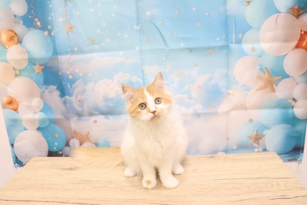 愛知県のラガマフィン (ペットショッププチマリア 一宮イオンモール木曽川キリオ店/2026年3月31日生まれ/女の子/レッドタビーホワイト)の子猫の2枚目の画像