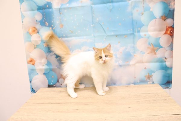 愛知県のラガマフィン (ペットショッププチマリア 一宮イオンモール木曽川キリオ店/2026年3月31日生まれ/女の子/レッドタビーホワイト)の子猫の4枚目の画像