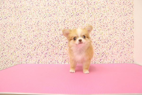 愛知県のチワワ(ロング) (ペットショッププチマリア イオンタウン弥富店/2026年6月3日生まれ/女の子/チョコレートフォーンホワイト)の子犬の2枚目の画像