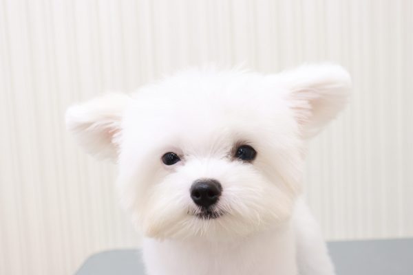 三重県のポメマル/マルポメ(ポメラニアン×マルチーズ) (ペットショッププチマリア イオンタウン伊勢ララパーク店/2026年4月18日生まれ/男の子/クリーム)の子犬の1枚目の画像