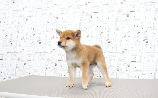三重県の柴犬(標準サイズ) (ペットショッププチマリア　イオンタウン松阪船江店/2026年6月3日生まれ/男の子/赤)の子犬の2枚目の画像