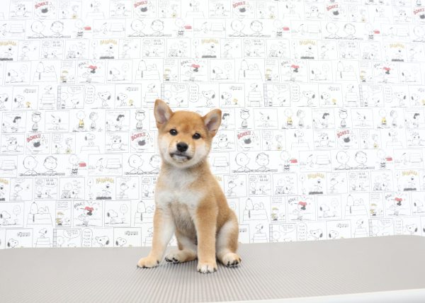 三重県の柴犬(標準サイズ) (ペットショッププチマリア　イオンタウン松阪船江店/2026年6月3日生まれ/男の子/赤)の子犬の4枚目の画像