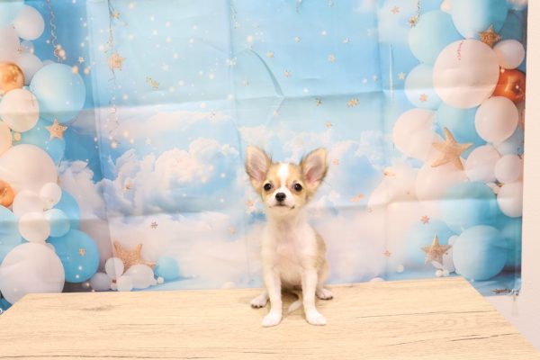 愛知県のチワワ(ロング) (ペットショッププチマリア 一宮イオンモール木曽川キリオ店/2026年4月30日生まれ/女の子/レッドセーブルホワイト)の子犬の2枚目の画像