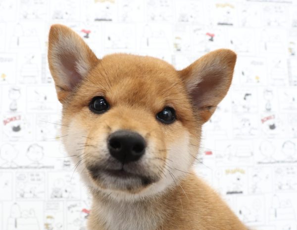 三重県の柴犬(標準サイズ) (ペットショッププチマリア　イオンタウン松阪船江店/2026年6月3日生まれ/男の子/赤)の子犬の1枚目の画像