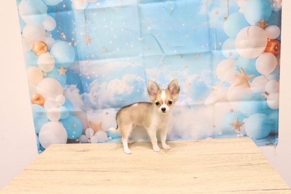 愛知県のチワワ(ロング) (ペットショッププチマリア 一宮イオンモール木曽川キリオ店/2026年4月30日生まれ/女の子/レッドセーブルホワイト)の子犬の3枚目の画像