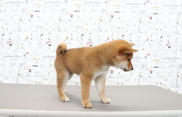 三重県の柴犬(標準サイズ) (ペットショッププチマリア　イオンタウン松阪船江店/2026年6月3日生まれ/男の子/赤)の子犬の3枚目の画像