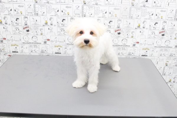 岐阜県のミニチュアシュナウザー (ペットショッププチマリア 岐阜大垣垂井店/2026年3月27日生まれ/女の子/ホワイト)の子犬の4枚目の画像